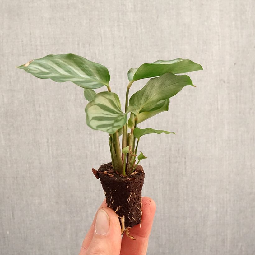 Calathea Freddie - Calatea Mini-plante Ejemplar entregado en la primavera