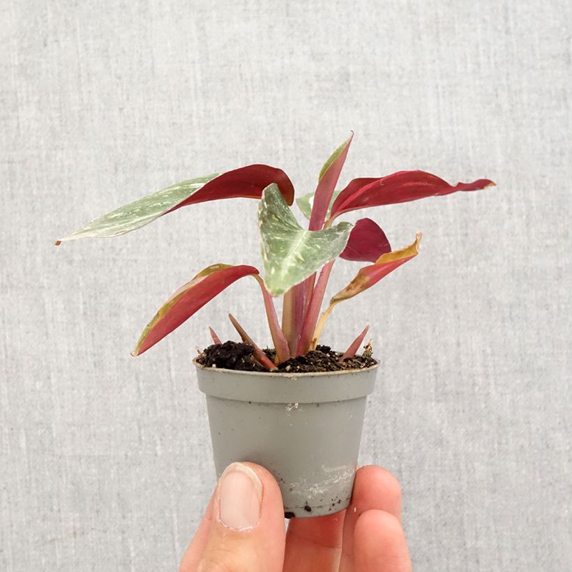 Calathea Magic Star - Calatea Mini-plante Ejemplar entregado en la primavera