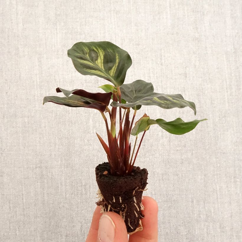Calathea makoyana - Mini-motte Ø 3/4 cm Ejemplar entregado en la primavera