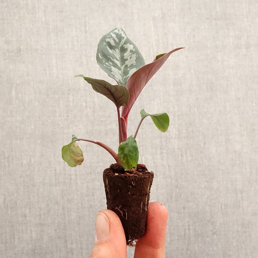Calathea Maui Queen - Mini-motte Ø 3/4 cm Ejemplar entregado en la primavera