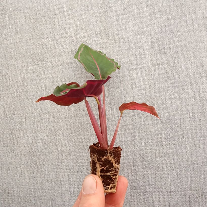 Calathea Medaillon - Mini-motte Ø 3/4 cm Ejemplar entregado en la primavera
