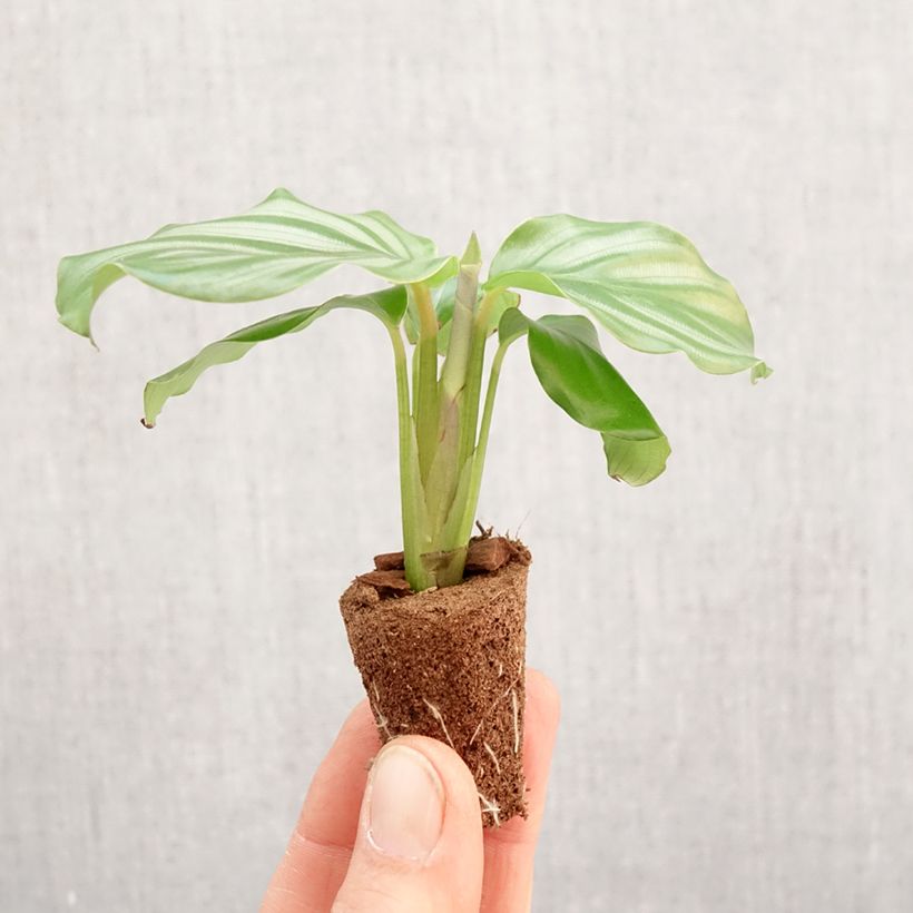 Calathea orbifolia - Mini-motte Ø 3/4 cm Ejemplar entregado en la primavera