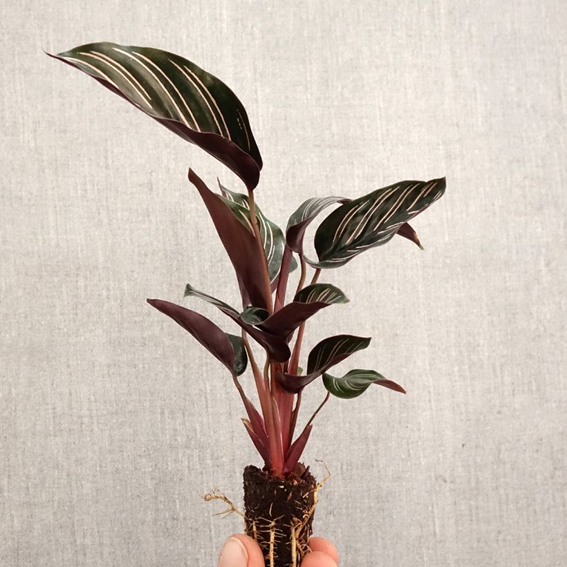 Calathea ornata - Calatea Mini-plante Ejemplar entregado en la primavera
