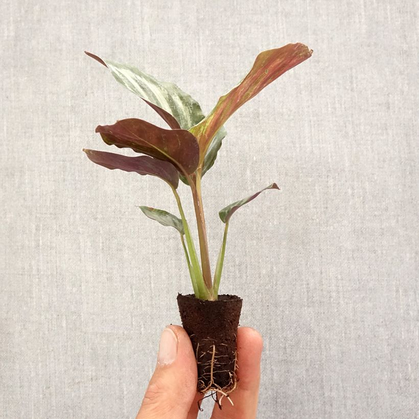 Calathea Peacock - Calatea Mini-plante Ejemplar entregado en la primavera