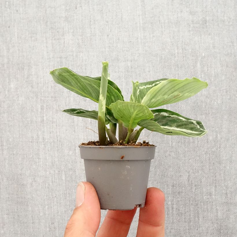 Calathea roseopicta Green - Calatea Mini-plante Ejemplar entregado en la primavera
