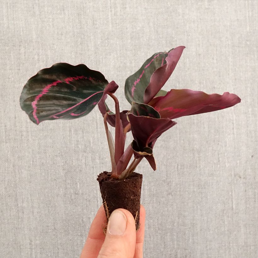 Calathea roseopicta - Mini-motte Ø 3/4 cm Ejemplar entregado en la primavera
