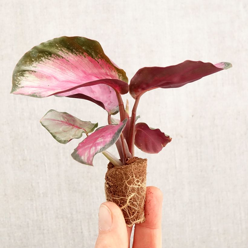 Calathea roseopicta Rosy - Mini-motte Ø 3/4 cm Ejemplar entregado en la primavera