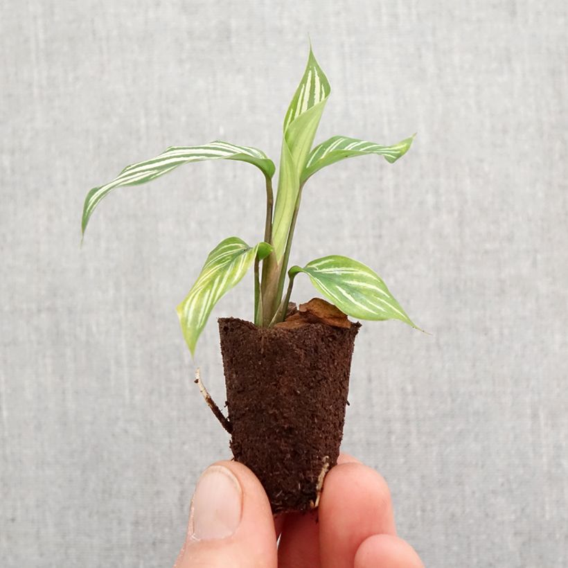 Calathea vittata - Mini-motte Ø 3/4 cm Ejemplar entregado en la primavera