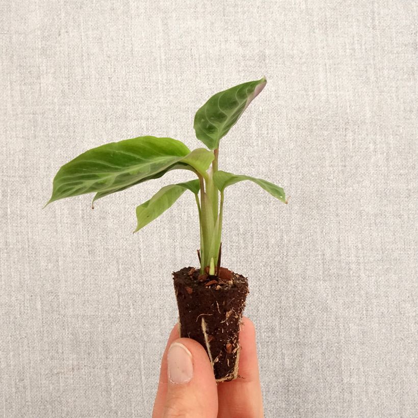 Calathea warscewiczii - Mini-motte Ø 3/4 cm Ejemplar entregado en la primavera