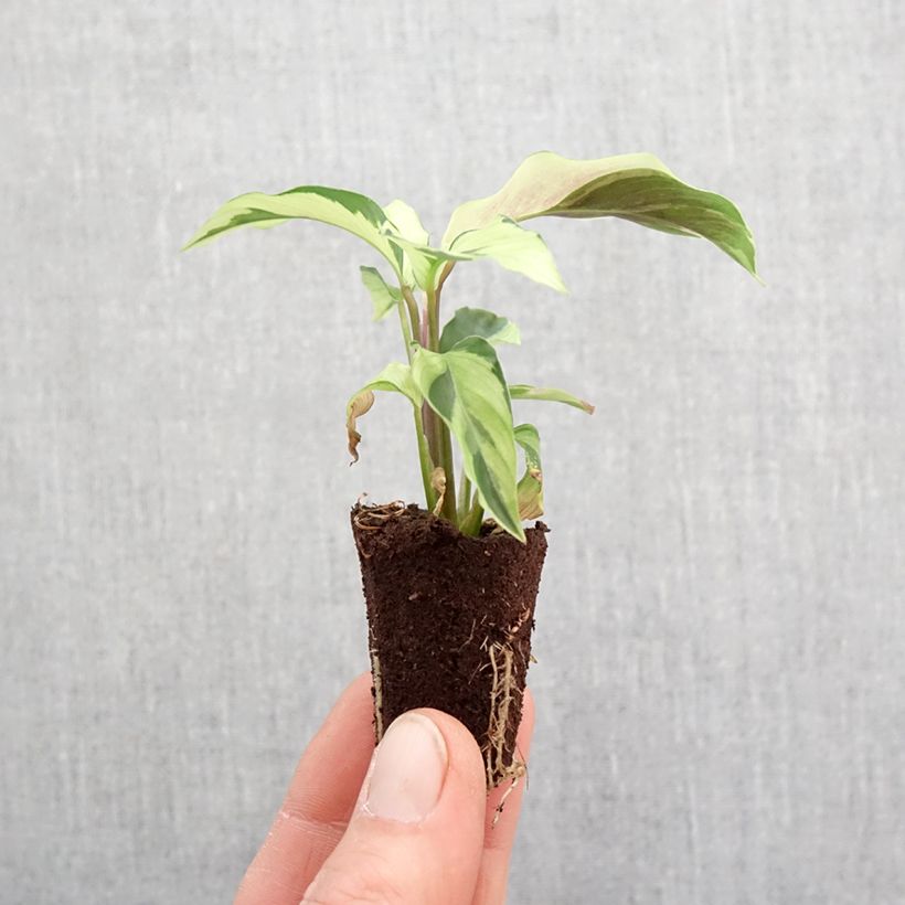 Calathea Yellow Fusion - Mini-motte Ø 3/4 cm Ejemplar entregado en la primavera