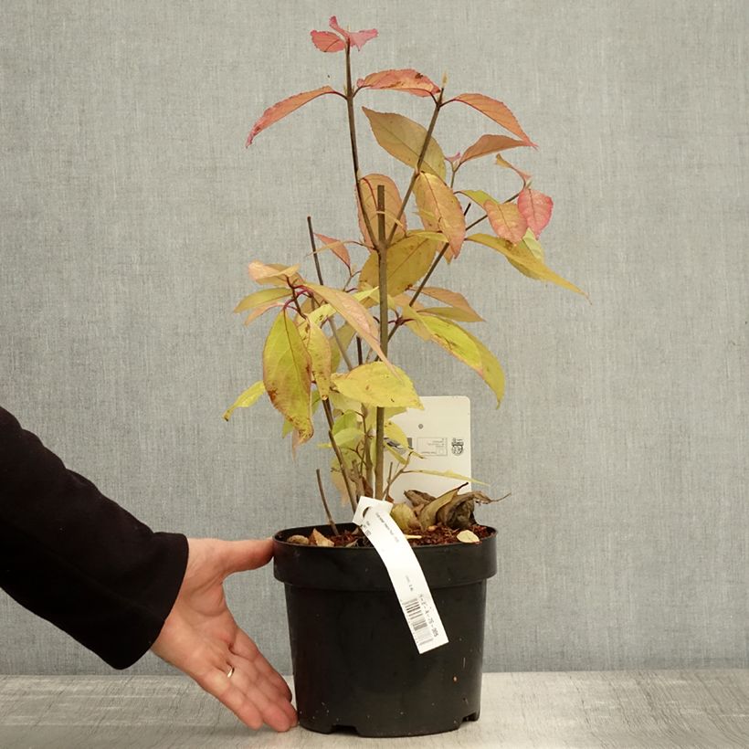 Ejemplar de Callicarpa bodinieri Imperial Pearl Maceta 3L/4L entregado en otoño