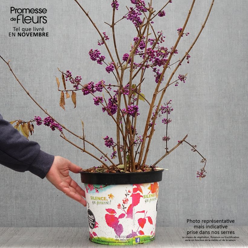 Ejemplar de Callicarpa bodinieri Imperial Pearl Maceta 7,5L/10L entregado en otoño