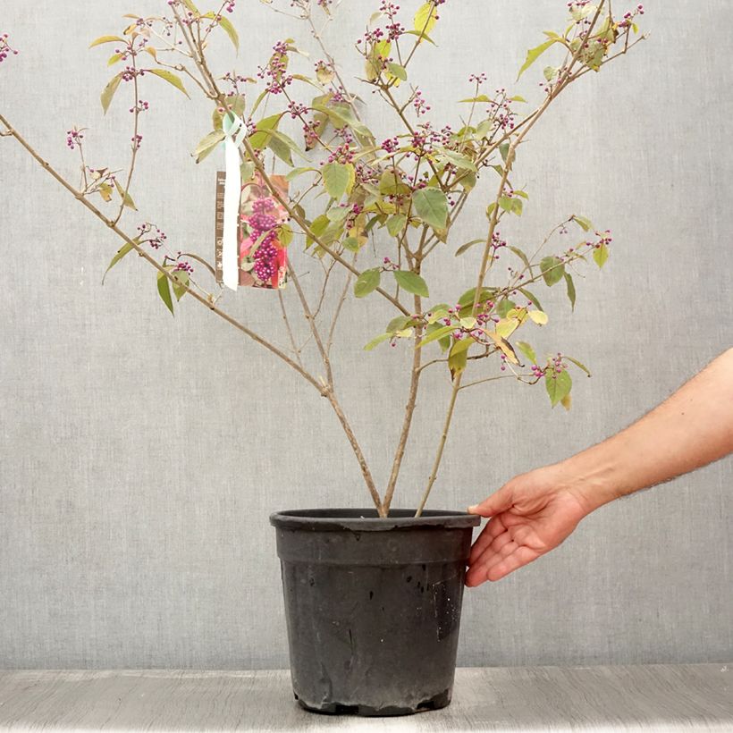Ejemplar de Callicarpa bodinieri Imperial Pearl en pot de 7,5l/10l entregado en verano