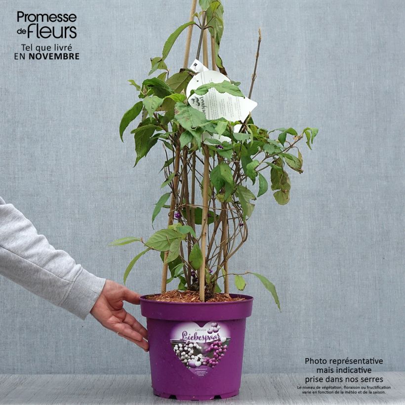 Ejemplar de Callicarpa bodinieri Liebespaar Maceta 7,5L/10L entregado en otoño