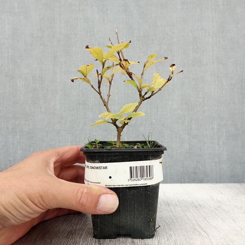 Ejemplar de Callicarpa bodinieri Magical Snowstar Maceta de 8/9 cm entregado en otoño