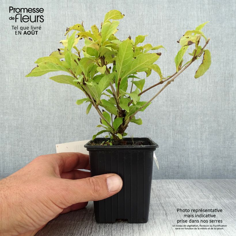 Ejemplar de Callicarpa bodinieri Magical Snowstar Godet de 9cm entregado en verano