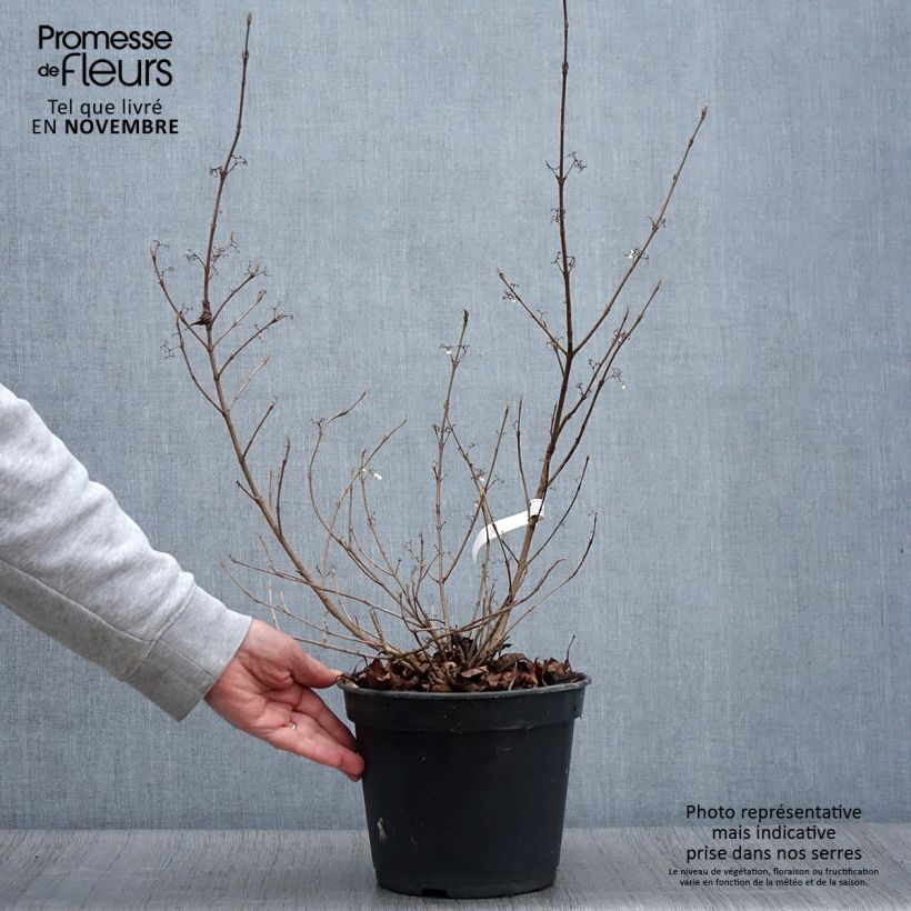Ejemplar de Callicarpa bodinieri Magical Snowstar Maceta 3L/4L entregado en otoño