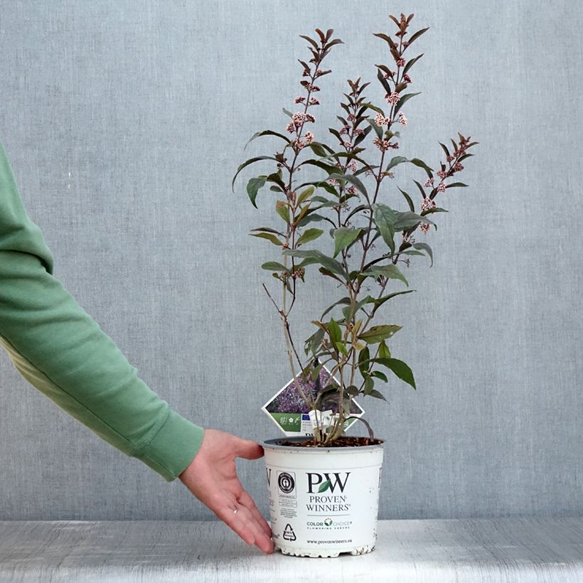 Ejemplar de Callicarpa bodinieri Pearl Glam - Pot de 3L/4L entregado en verano