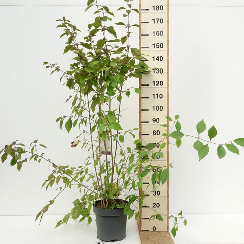 Ejemplar de Callicarpa bodinieri var. giraldii Profusion Maceta 12L/15L entregado en verano