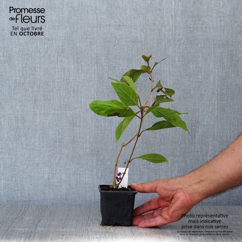 Ejemplar de Callicarpa bodinieri var. giraldii Profusion Maceta de 8/9 cm entregado en otoño