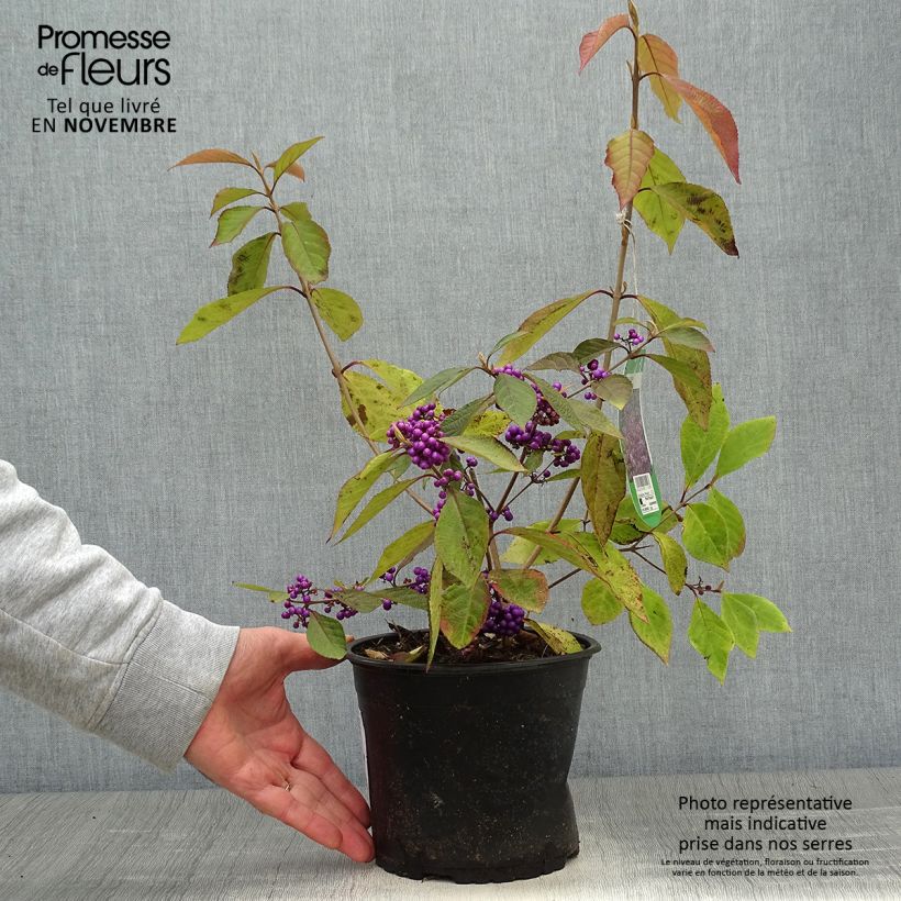 Ejemplar de Callicarpa bodinieri var. giraldii Profusion Maceta 2L/3L entregado en otoño