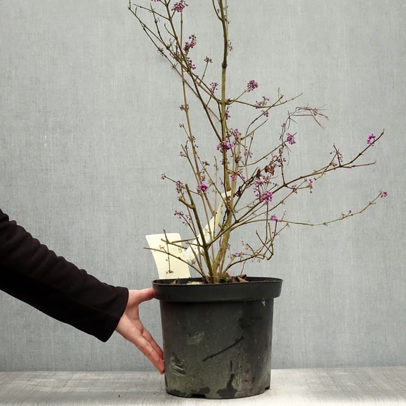 Ejemplar de Callicarpa bodinieri var. giraldii Profusion Maceta 7,5L/10L entregado en otoño