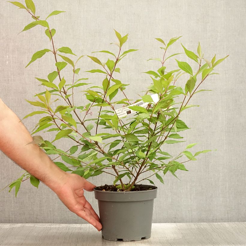 Ejemplar de Callicarpa dichotoma Cardinal - Arbuste aux bonbons Pot de 2L/3L entregado en verano
