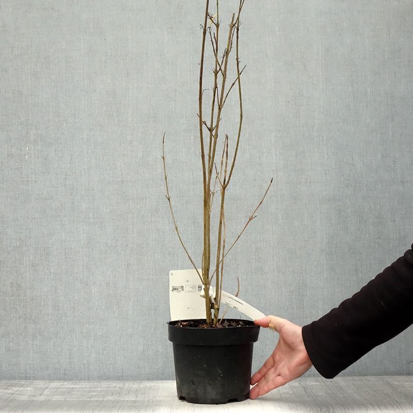 Ejemplar de Callicarpa kwangtungensis Maceta 2L/3L entregado en otoño
