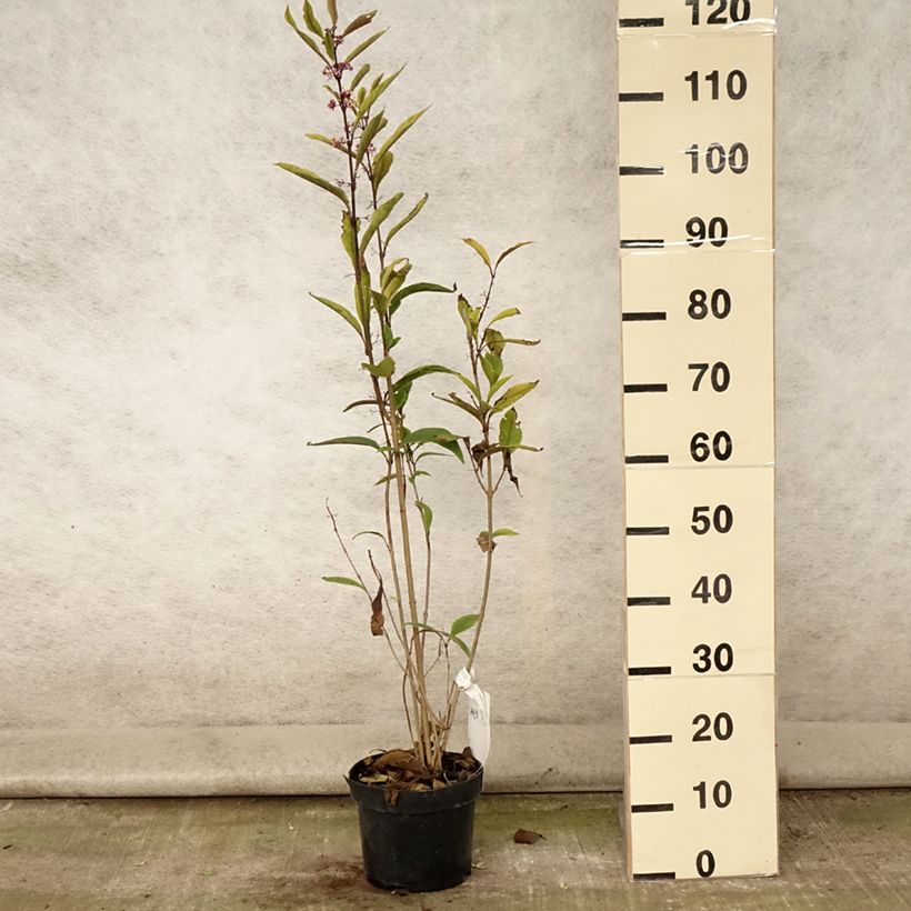 Ejemplar de Callicarpa kwangtungensis - Pot de 3L entregado en verano