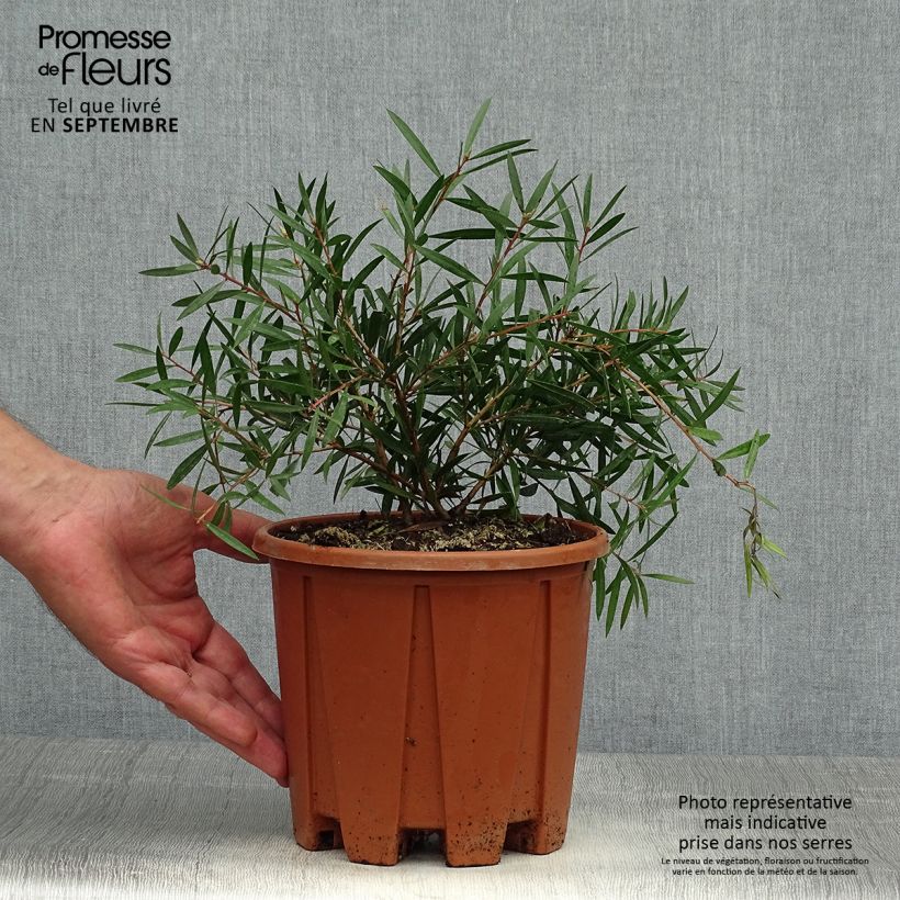 Ejemplar de Escobillón rojo Burgundy - Callistemon citrinus Maceta 3L/4L entregado en otoño