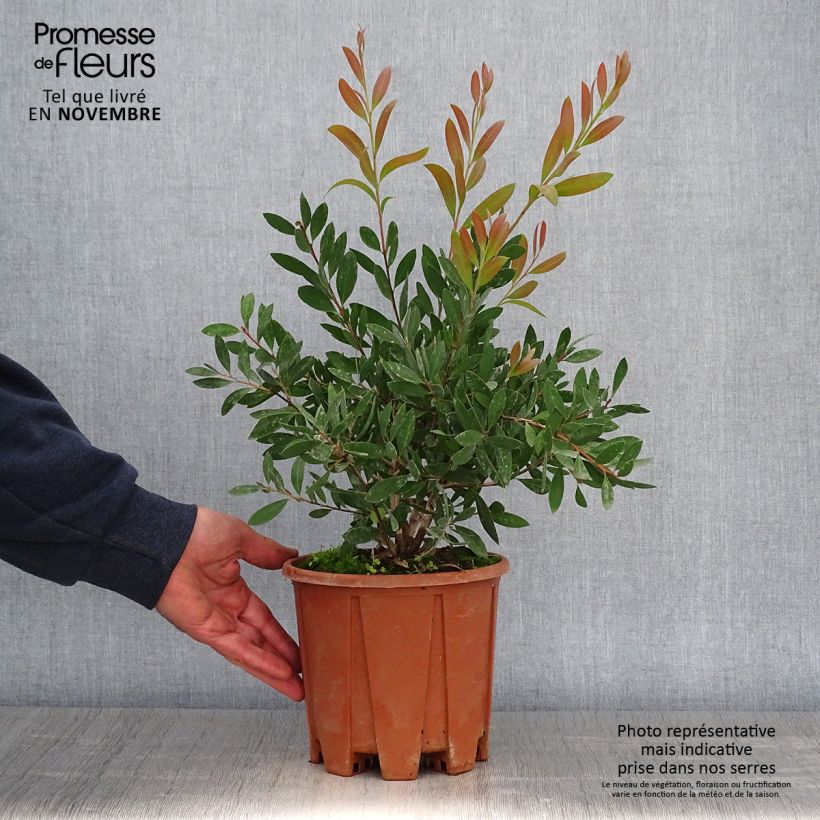 Ejemplar de Escobillón rojo Mauve Mist - Callistemon citrinus Maceta 3L/4L entregado en otoño