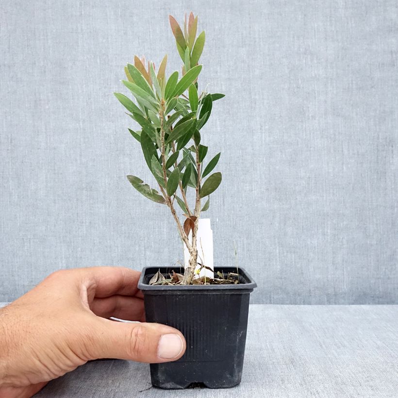 Ejemplar de Limpiatubos llorón Inferno - Callistemon viminalis Maceta de 8/9 cm entregado en verano