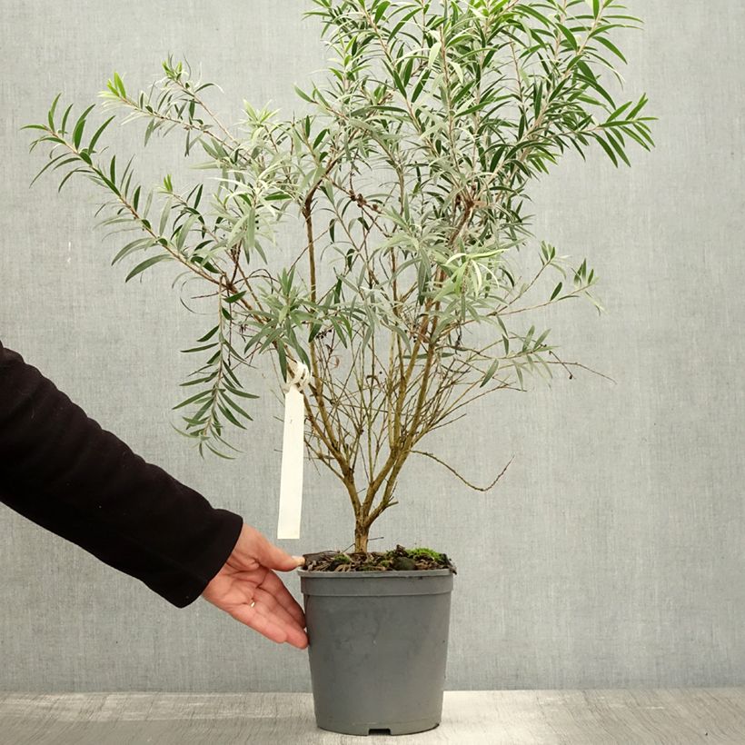 Ejemplar de Callistemon masotti Mini Red - Limpiatubos Maceta 3L/4L entregado en otoño