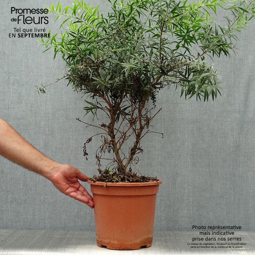 Ejemplar de Callistemon masotti Mini Red - Limpiatubos Maceta 7,5L/10L entregado en otoño