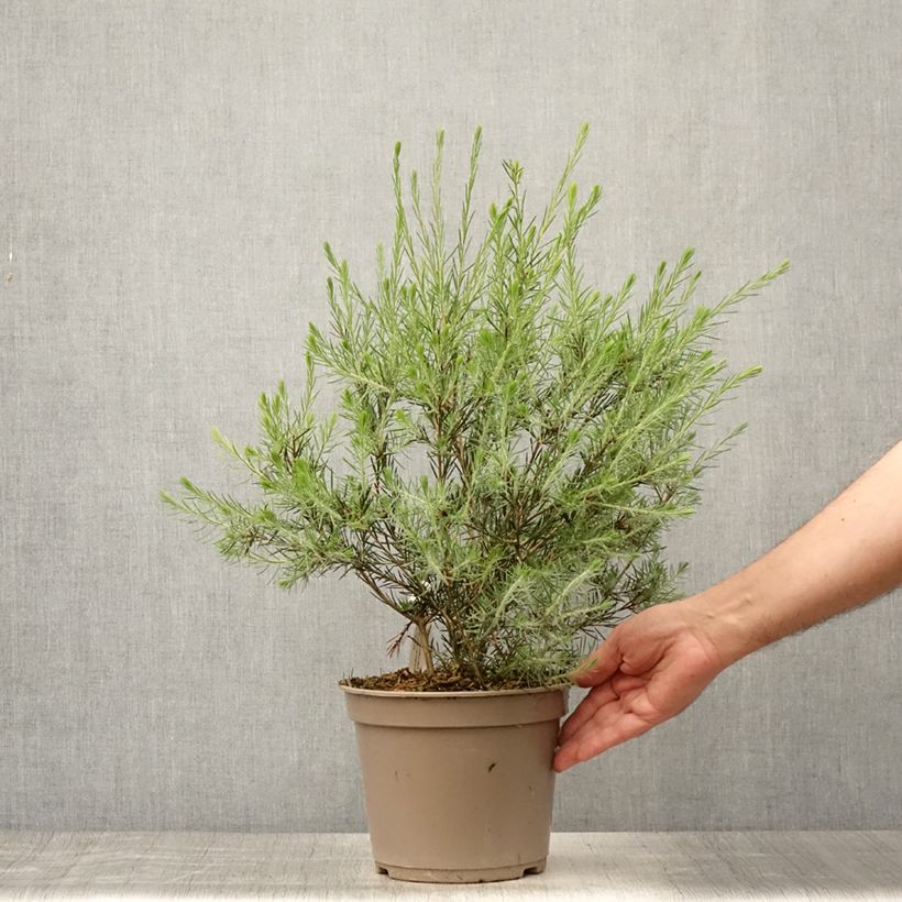 Ejemplar de Callistemon pityoides Widdicomb Gem - Limpiatubos Maceta 4L/5L entregado en verano