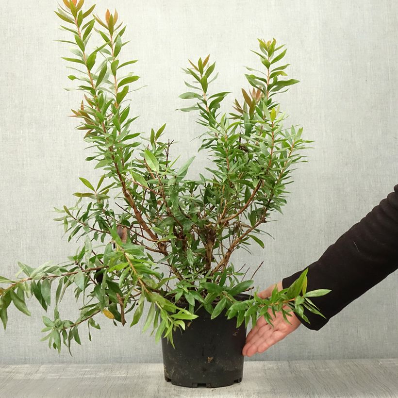 Ejemplar de Escobillón rojo Red rocket - Callistemon citrinus Maceta 3L/4L entregado en otoño