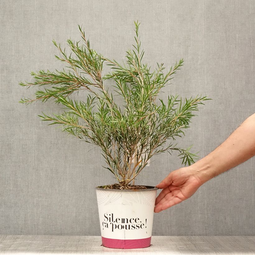 Ejemplar de Callistemon rigidus - Limpiatubos Maceta 4L/5L entregado en verano