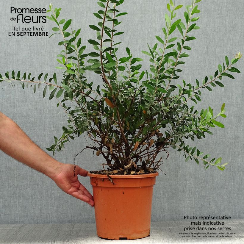 Ejemplar de Limpiatubos llorón Bright Pink - Callistemon viminalis Maceta 7,5L/10L entregado en otoño