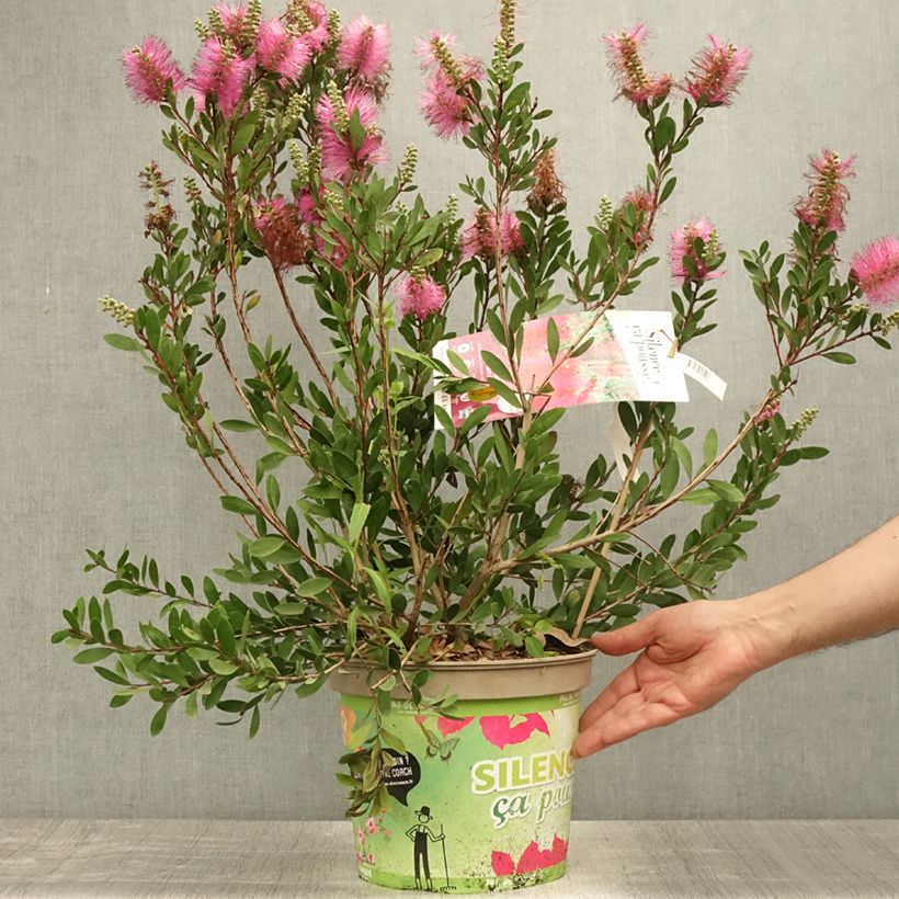 Ejemplar de Limpiatubos llorón Hot Pink - Callistemon viminalis Maceta 6L/7LAltura de entrega aprox. 60/+cm entregado en verano