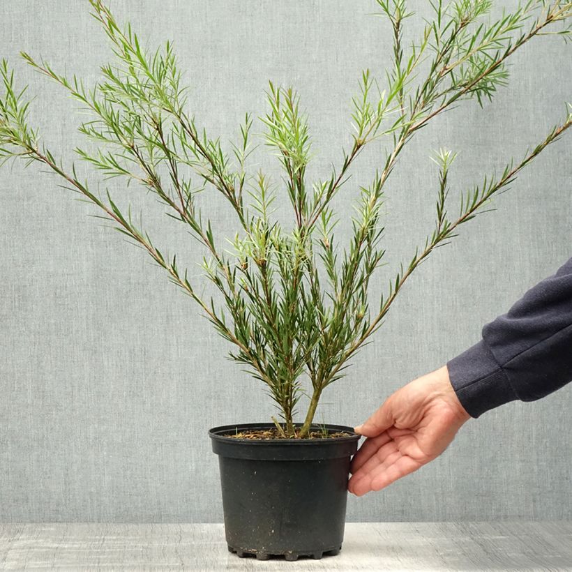Escobillón rojo  Woodlander's Hardy Maceta 3L/4L Ejemplar entregado en la primavera