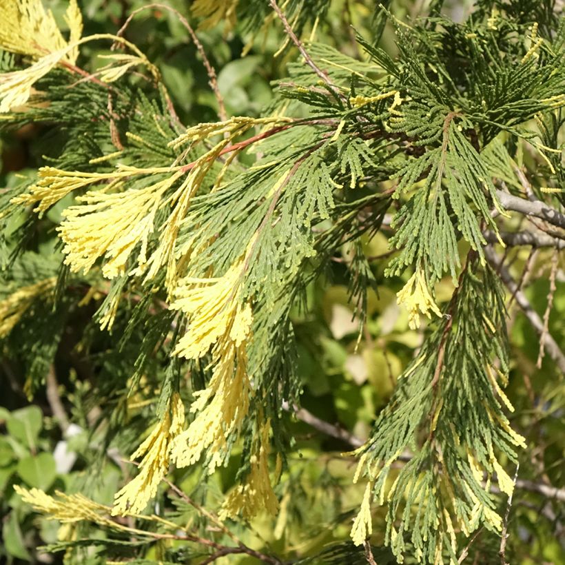 Calocedrus decurrens Aureovariegata - Libocedro (Follaje)