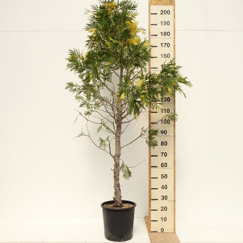 Calocedrus decurrens Aureovariegata - Libocedro Maceta 18L/20LAltura de entrega aprox. 100/125cm Ejemplar entregado en la primavera