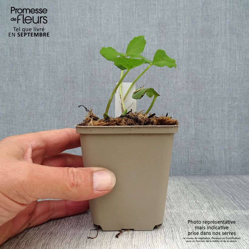 Ejemplar de Caltha palustris Plena - Hierba centella Maceta de 8/9 cm entregado en otoño