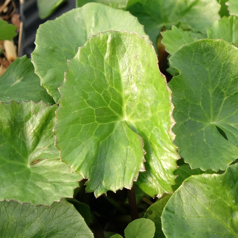 Caltha palustris Plena - Hierba centella (Follaje)