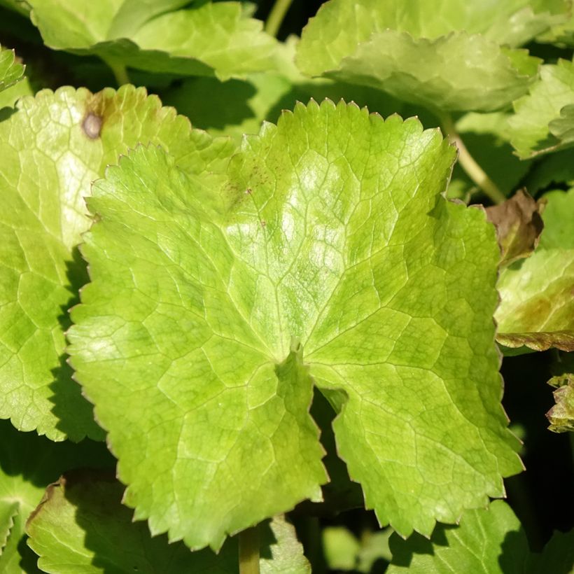 Caltha palustris var. alba - Hierba centella (Follaje)