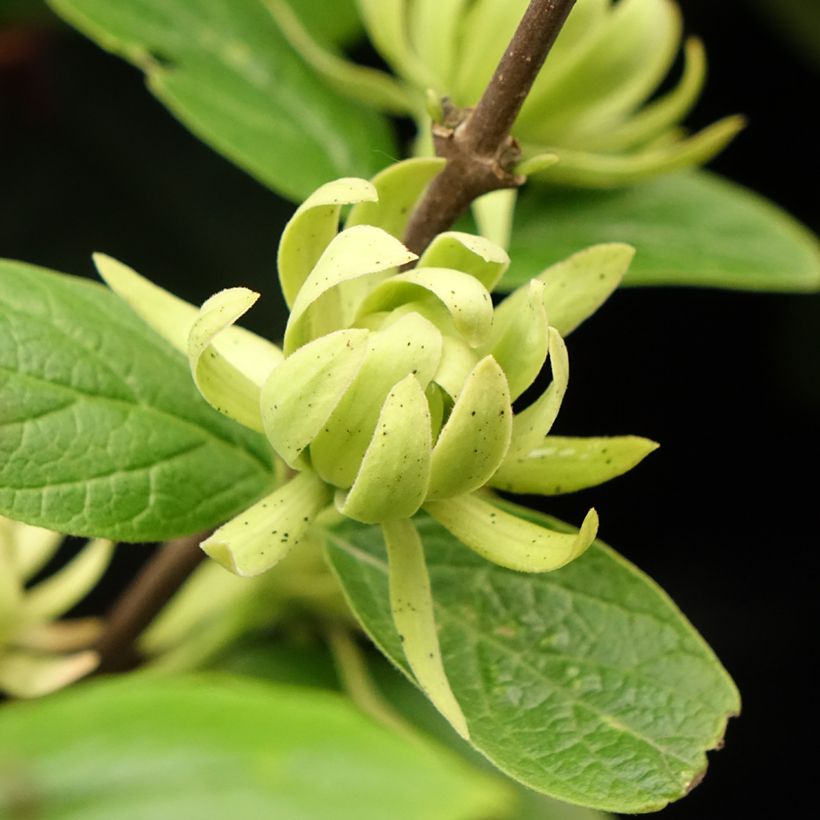 Calycanthus floridus Athens- Árbol de las anémonas (Floración)