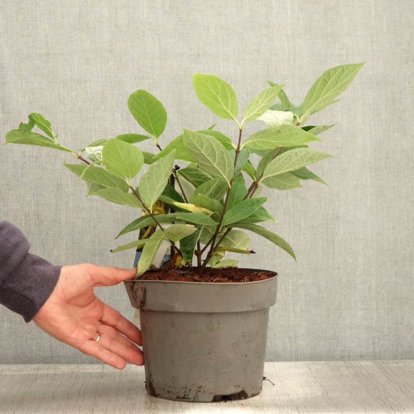 Ejemplar de Calycanthus floridus Athens - Arbre aux anémones Pot de 3L/4L entregado en otoño