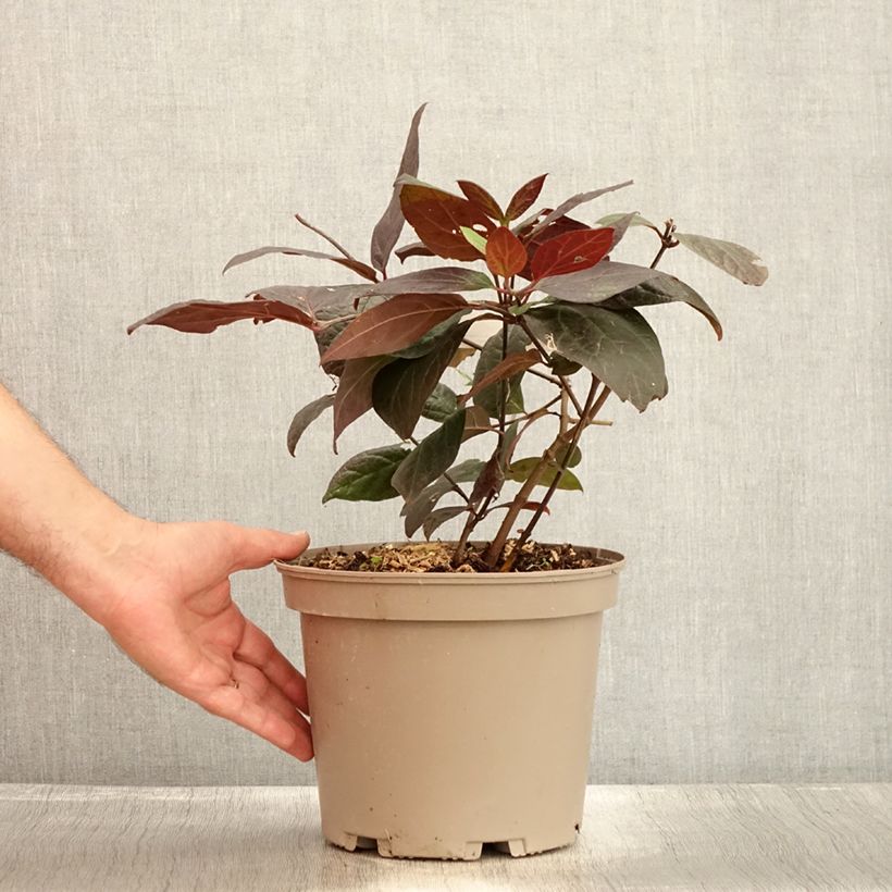 Ejemplar de Calycanthus floridus Burgundy Spice - Árbol de las anémonas Maceta 4L/5LAltura de entrega aprox. 30/40cm entregado en verano