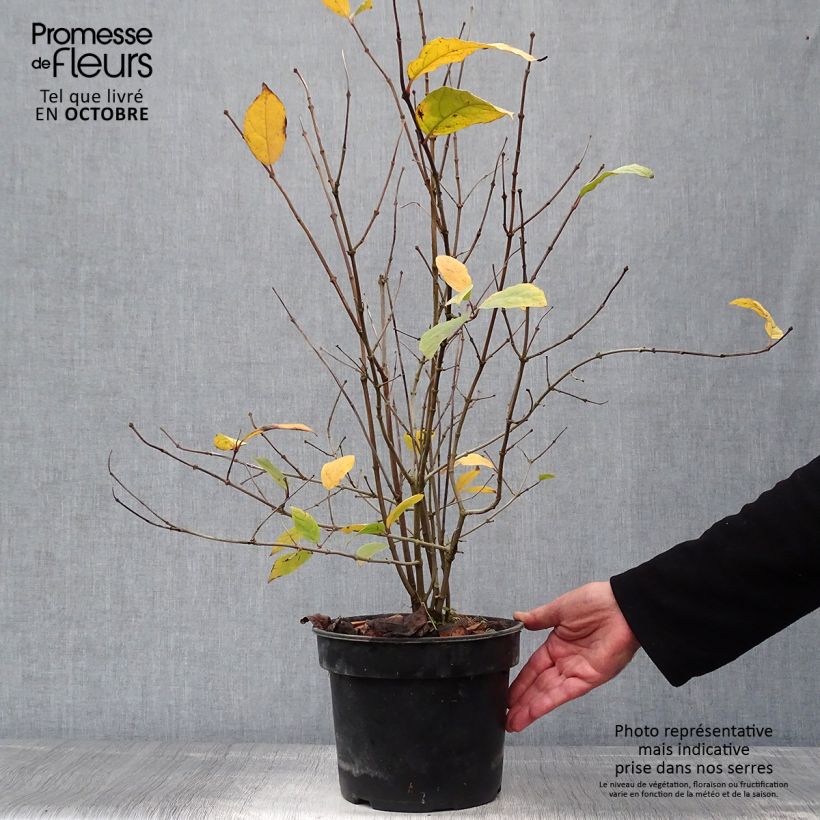 Ejemplar de Calycanthus floridus - Árbol de las anémonas Maceta 4L/5L entregado en otoño