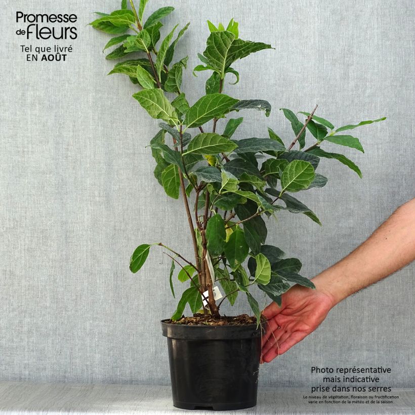 Ejemplar de Calycanthus floridus Michael Lindsay - Árbol de las anémonas Maceta 4L/5LAltura de entrega aprox. 70/80cm entregado en verano